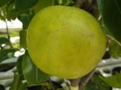 Nashi / Asienbirne / Asiatische Apfelbirne 'Nijisseiki' -Günstiges Erd Seele Geschäft nashi asienbirne asiatische apfelbirne nijiseiki m063245 w 0