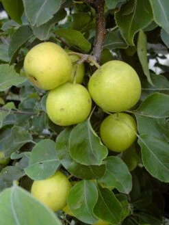 Nashi / Asienbirne / Asiatische Apfelbirne 'Nijisseiki' -Günstiges Erd Seele Geschäft nashi asienbirne asiatische apfelbirne nijiseiki m063245 w 1