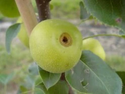 Nashi / Asienbirne / Asiatische Apfelbirne 'Nijisseiki' -Günstiges Erd Seele Geschäft nashi asienbirne asiatische apfelbirne nijiseiki m063245 w 2