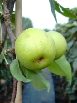 Nashi / Asienbirne / Asiatische Apfelbirne 'Nijisseiki' -Günstiges Erd Seele Geschäft nashi asienbirne asiatische apfelbirne nijiseiki m063245 w 4