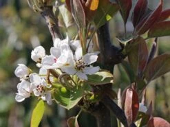 Nashi / Asienbirne / Asiatische Apfelbirne 'Nijisseiki' -Günstiges Erd Seele Geschäft nashi asienbirne asiatische apfelbirne nijiseiki m063245 w 7