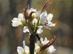 Nashi / Asienbirne / Asiatische Apfelbirne 'Nijisseiki' -Günstiges Erd Seele Geschäft nashi asienbirne asiatische apfelbirne nijiseiki m063245 w 8