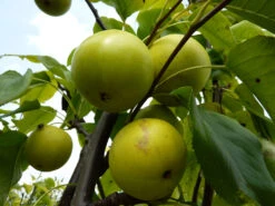 Nashi / Asienbirne / Asiatische Apfelbirne 'Shinseiki' -Günstiges Erd Seele Geschäft nashi asienbirne asiatische apfelbirne shinseiki m090128 w 1