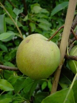 Nashi / Asienbirne / Asiatische Apfelbirne 'Sik Chon Early Pear' -Günstiges Erd Seele Geschäft nashi asienbirne asiatische apfelbirne sik chon early pear m090150 w 0
