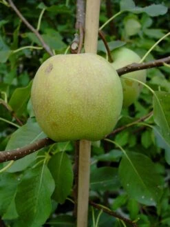 Nashi / Asienbirne / Asiatische Apfelbirne 'Sik Chon Early Pear' -Günstiges Erd Seele Geschäft nashi asienbirne asiatische apfelbirne sik chon early pear m090150 w 1