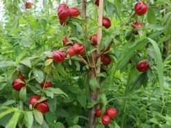 Nektarine 'Crimson Gold' 15 Nektarine 'Crimson Gold' -Günstiges Erd Seele Geschäft nektarine crimson gold m010051 w 0