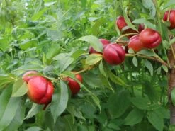 Nektarine 'Crimson Gold' 12 Nektarine 'Crimson Gold' -Günstiges Erd Seele Geschäft nektarine crimson gold m010051 w 1