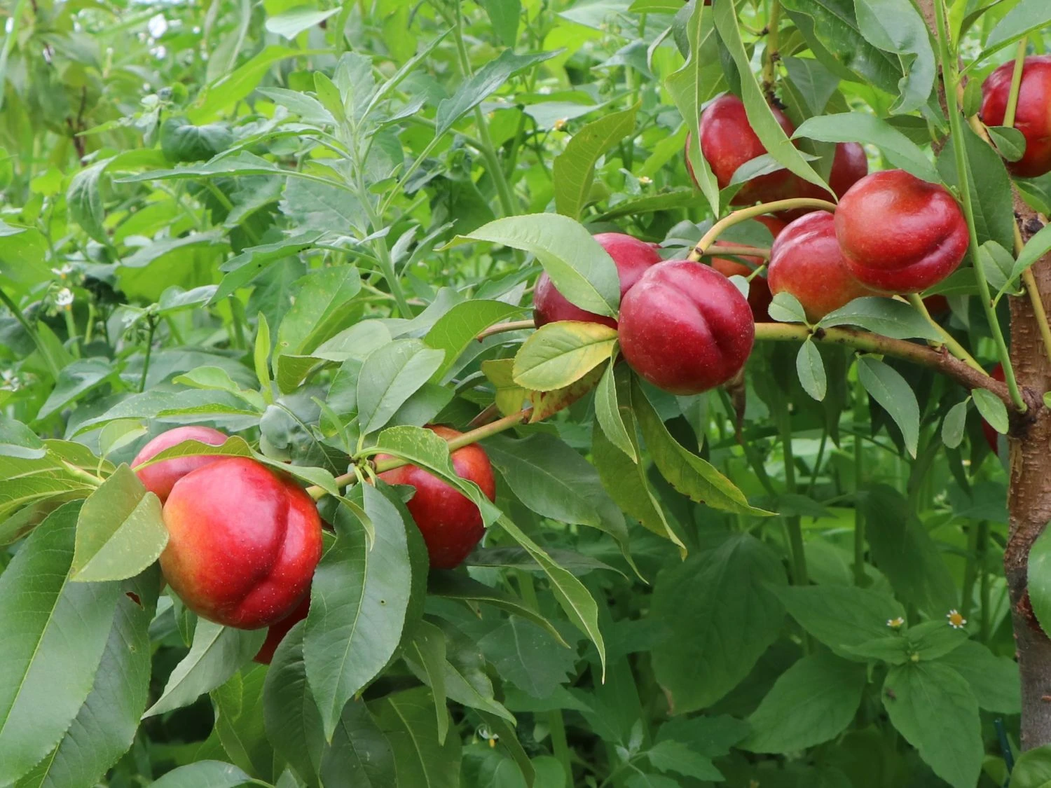 Nektarine 'Crimson Gold' 5 Nektarine 'Crimson Gold' – Bild 3