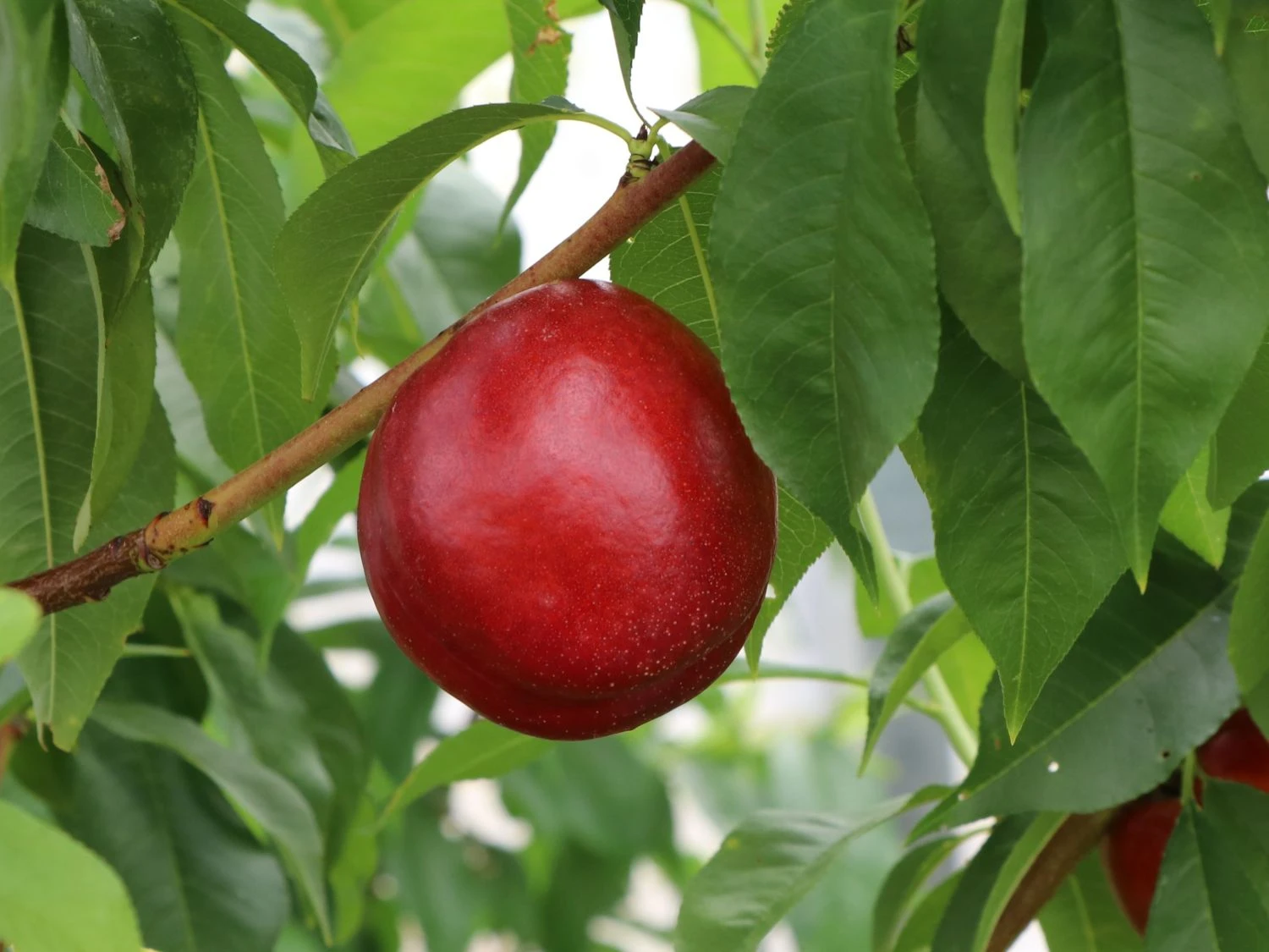 Nektarine 'Crimson Gold' 6 Nektarine 'Crimson Gold' – Bild 4