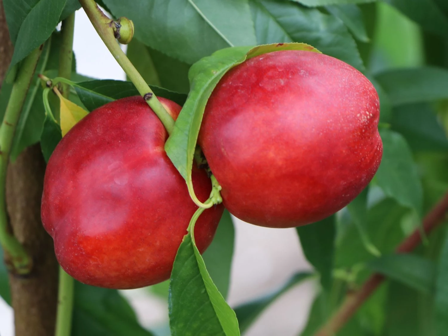 Nektarine 'Crimson Gold' 9 Nektarine 'Crimson Gold' – Bild 7