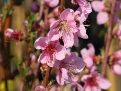 Nektarine 'Crimson Gold' 14 Nektarine 'Crimson Gold' -Günstiges Erd Seele Geschäft nektarine crimson gold m010051 w 4