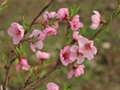 Nektarine 'Crimson Gold' 17 Nektarine 'Crimson Gold' -Günstiges Erd Seele Geschäft nektarine crimson gold m010051 w 5