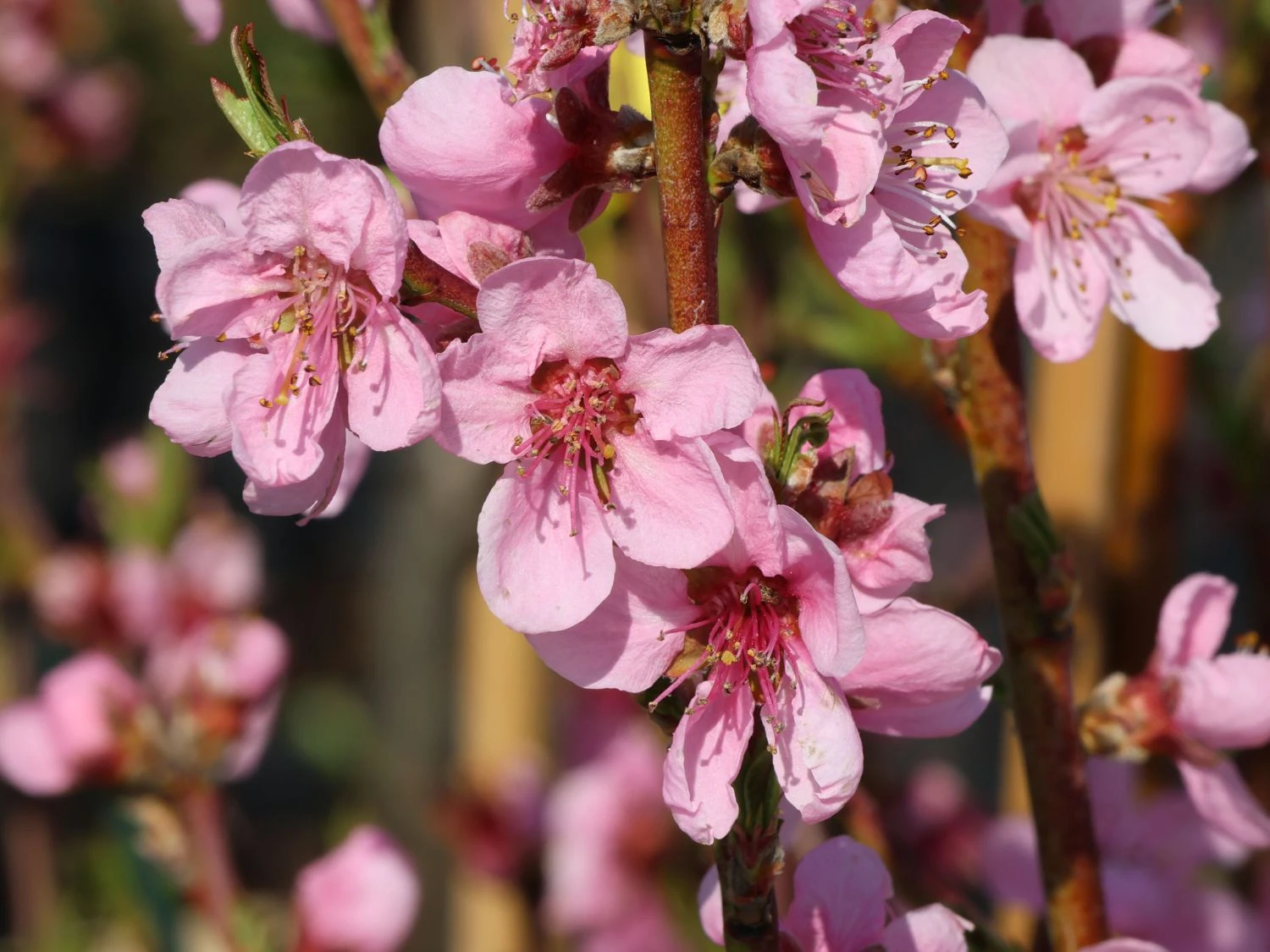 Nektarine 'Crimson Gold' 4 Nektarine 'Crimson Gold' – Bild 2