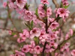 Nektarine 'Early Sungrand' -Günstiges Erd Seele Geschäft nektarine early sungrand m117532 w 0