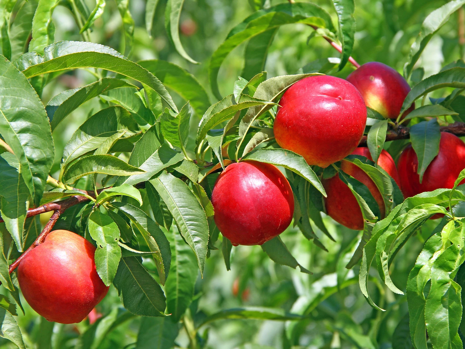 Nektarine 'Fantasia' 3 Nektarine 'Fantasia'