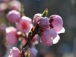 Nektarine 'Fantasia' 12 Nektarine 'Fantasia' -Günstiges Erd Seele Geschäft nektarine fantasia m010052 w 0