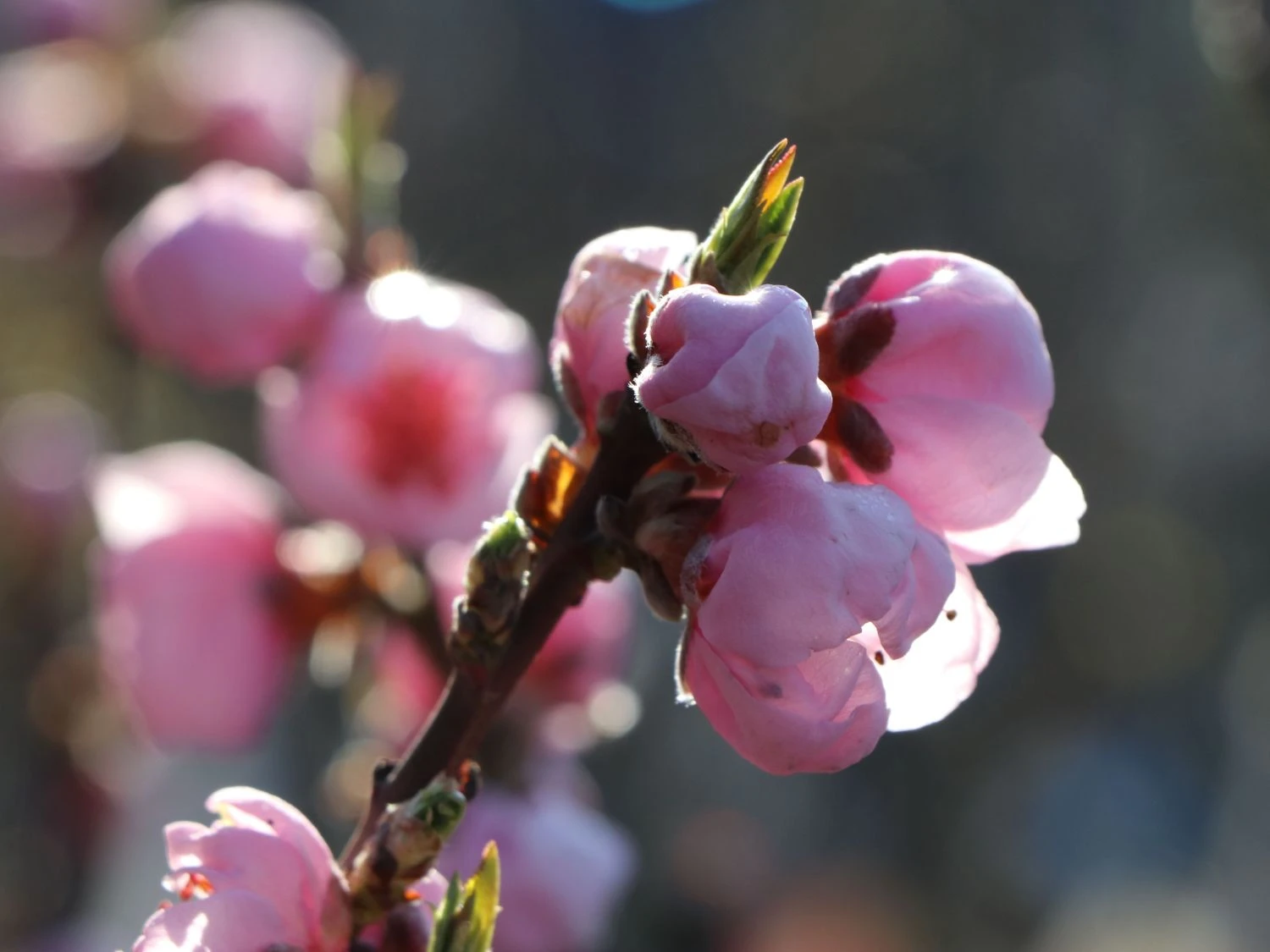 Nektarine 'Fantasia' 6 Nektarine 'Fantasia' – Bild 4