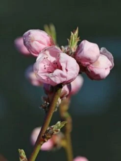 Nektarine 'Fantasia' 11 Nektarine 'Fantasia' -Günstiges Erd Seele Geschäft nektarine fantasia m010052 w 1