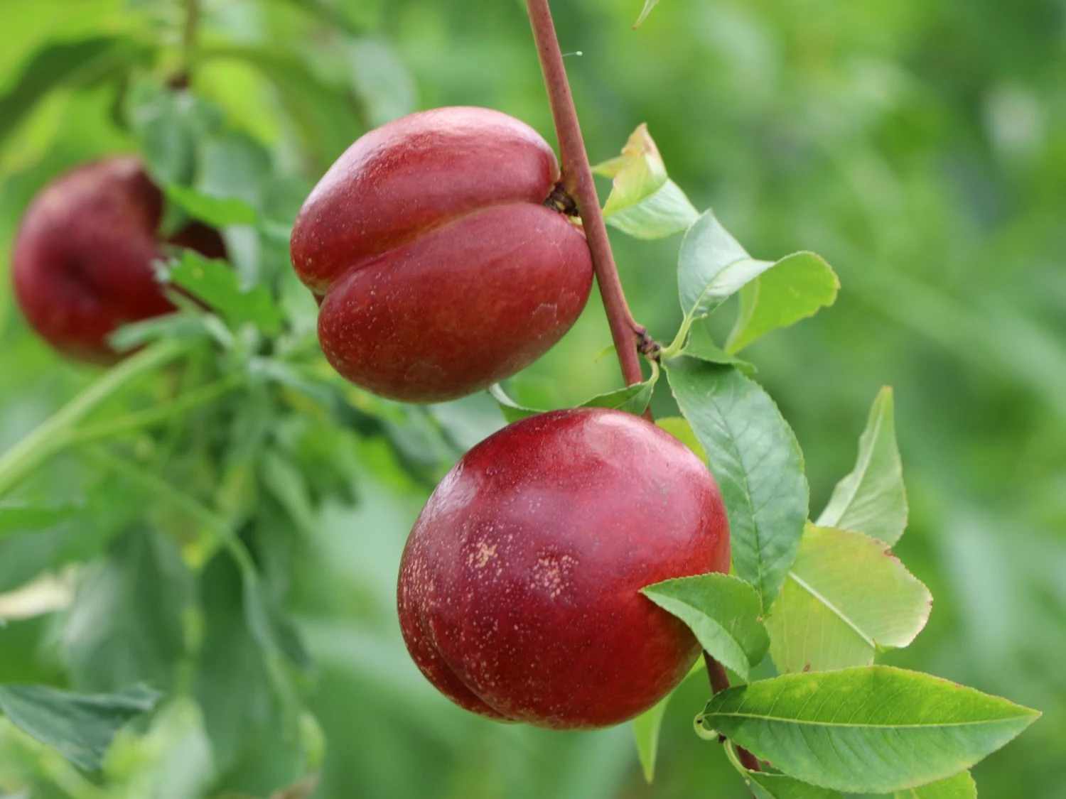 Nektarine 'Fantasia' 7 Nektarine 'Fantasia' – Bild 5