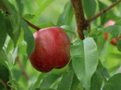 Nektarine 'Fantasia' 15 Nektarine 'Fantasia' -Günstiges Erd Seele Geschäft nektarine fantasia m010052 w 3