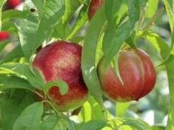 Nektarine 'Fantasia' 14 Nektarine 'Fantasia' -Günstiges Erd Seele Geschäft nektarine fantasia m010052 w 4