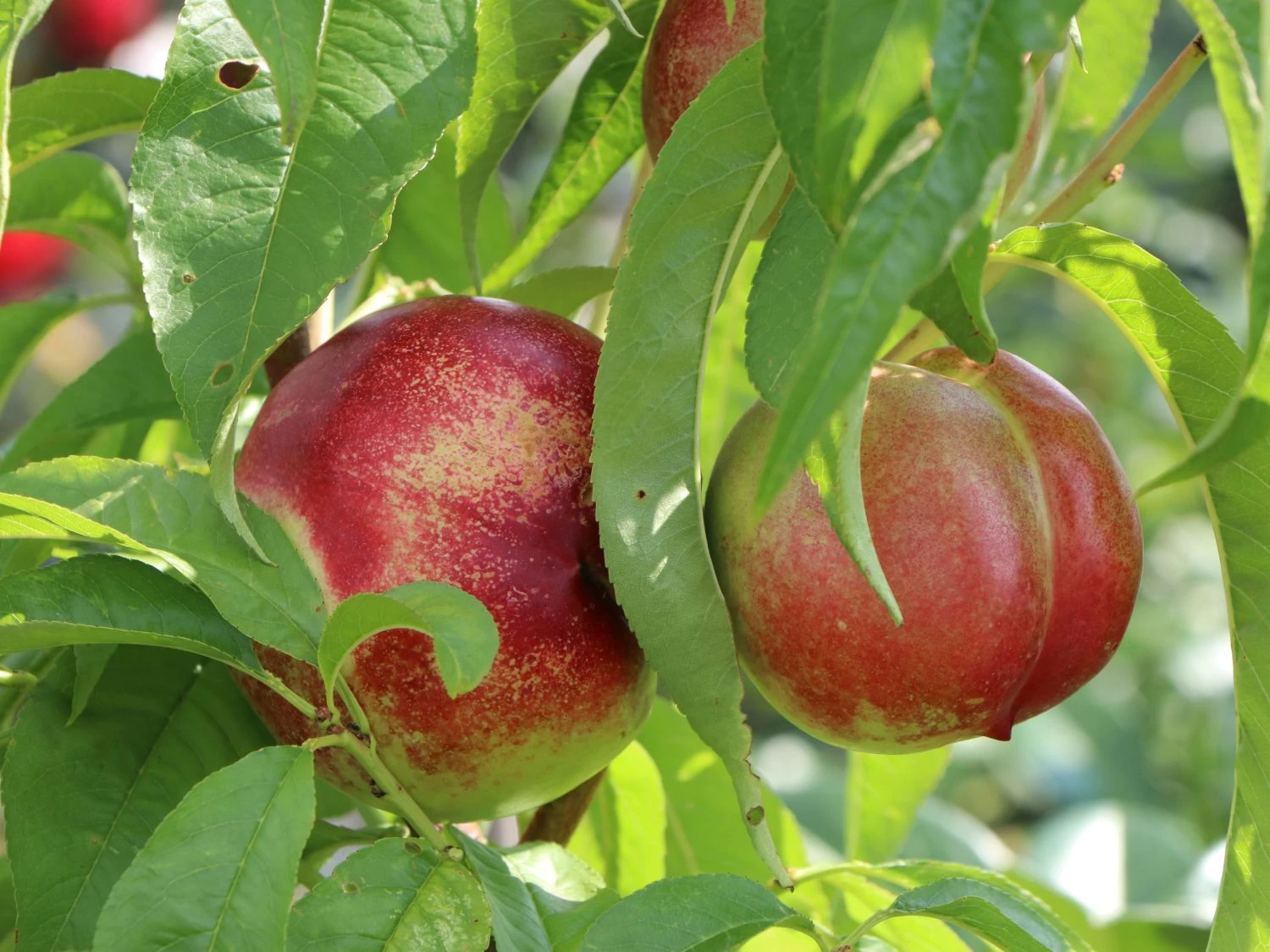 Nektarine 'Fantasia' 8 Nektarine 'Fantasia' – Bild 6