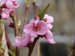 Nektarine 'Fantasia' 10 Nektarine 'Fantasia' -Günstiges Erd Seele Geschäft nektarine fantasia m010052 w 5