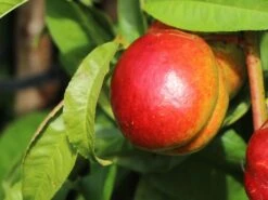 Nektarine 'Independence' -Günstiges Erd Seele Geschäft nektarine independence m106670 w 0