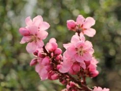 Nektarine 'Snow Queen' -Günstiges Erd Seele Geschäft nektarine snow queen m063973 w 0