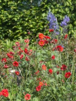 Nelkenwurz 'Rubin' 12 Nelkenwurz 'Rubin' -Günstiges Erd Seele Geschäft nelkenwurz rubin m058672 w 0