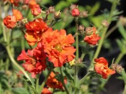 Nelkenwurz 'Rubin' 10 Nelkenwurz 'Rubin' -Günstiges Erd Seele Geschäft nelkenwurz rubin m058672 w 1