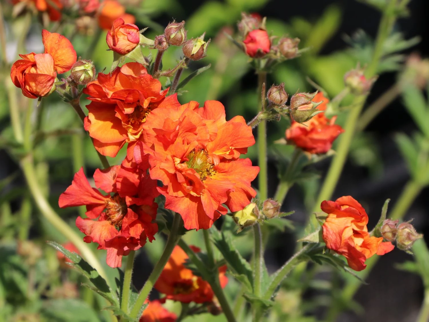 Nelkenwurz 'Rubin' 5 Nelkenwurz 'Rubin' – Bild 3