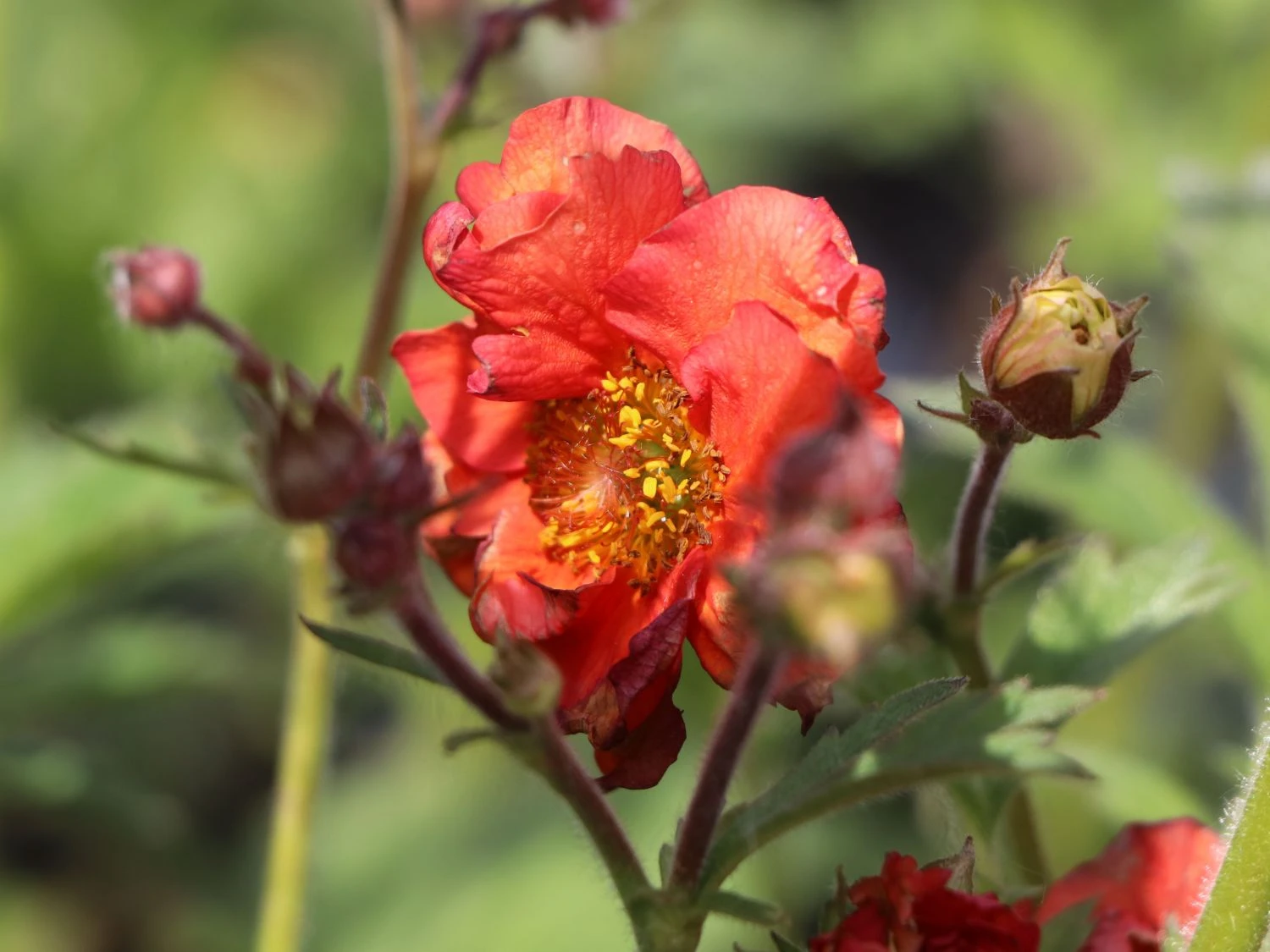 Nelkenwurz 'Rubin' 6 Nelkenwurz 'Rubin' – Bild 4