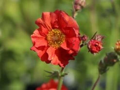 Nelkenwurz 'Rubin' 13 Nelkenwurz 'Rubin' -Günstiges Erd Seele Geschäft nelkenwurz rubin m058672 w 3