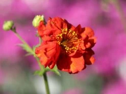 Nelkenwurz 'Rubin' 9 Nelkenwurz 'Rubin' -Günstiges Erd Seele Geschäft nelkenwurz rubin m058672 w 4