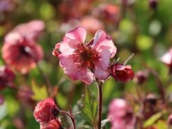 Nelkenwurz Tempo 'Rose' 16 Nelkenwurz Tempo 'Rose' -Günstiges Erd Seele Geschäft nelkenwurz tempo rose m117987 w 0