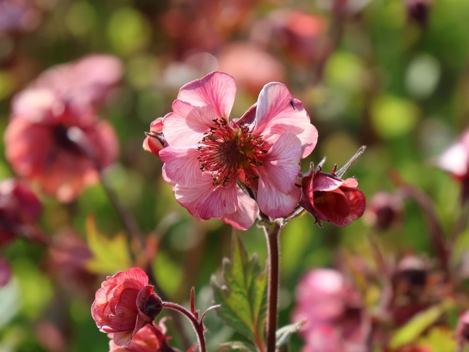 Nelkenwurz Tempo 'Rose' 7 Nelkenwurz Tempo 'Rose' – Bild 5