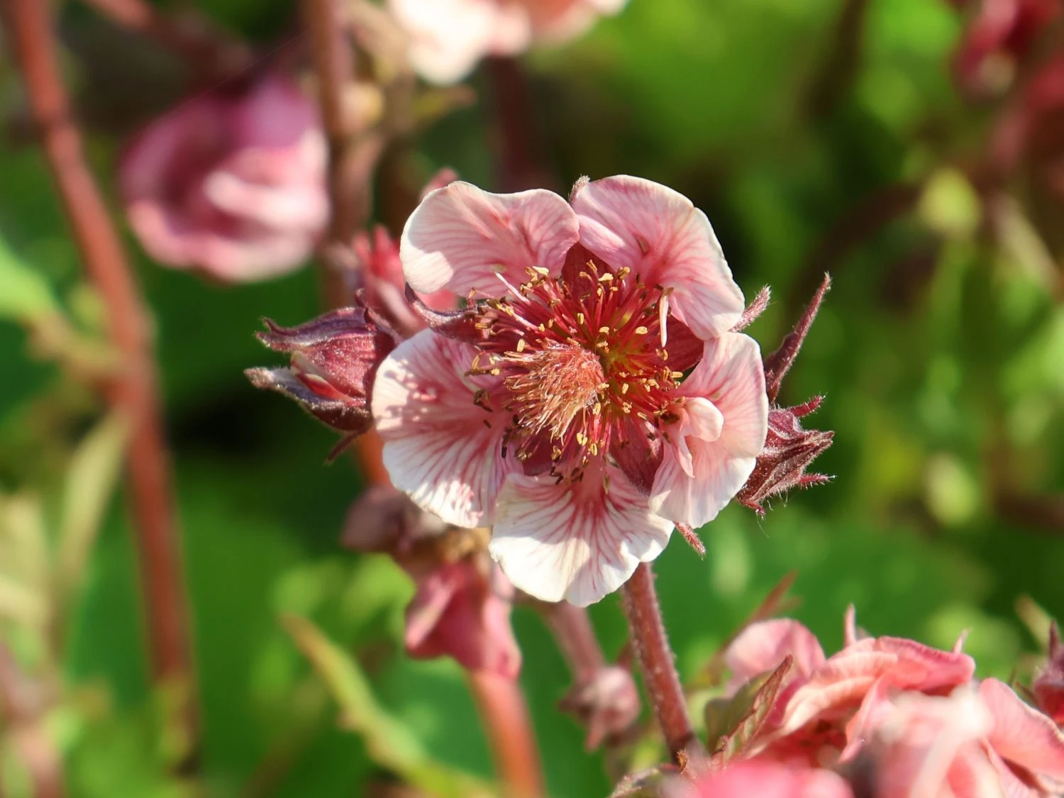 Nelkenwurz Tempo 'Rose' 8 Nelkenwurz Tempo 'Rose' – Bild 6