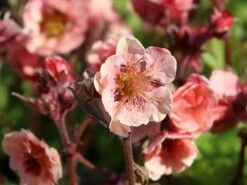 Nelkenwurz Tempo 'Rose' 20 Nelkenwurz Tempo 'Rose' -Günstiges Erd Seele Geschäft nelkenwurz tempo rose m117987 w 2