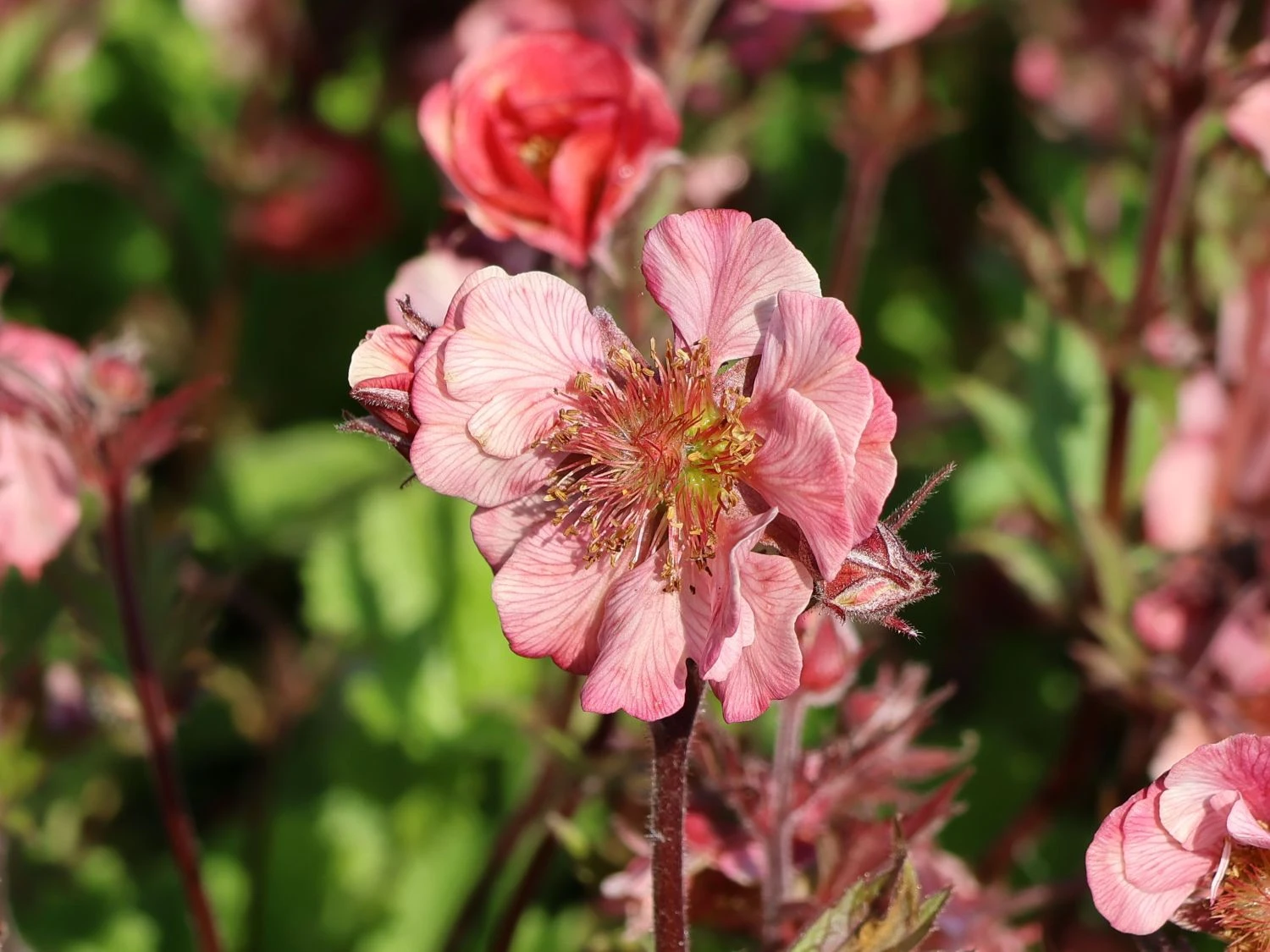 Nelkenwurz Tempo 'Rose' 12 Nelkenwurz Tempo 'Rose' – Bild 10