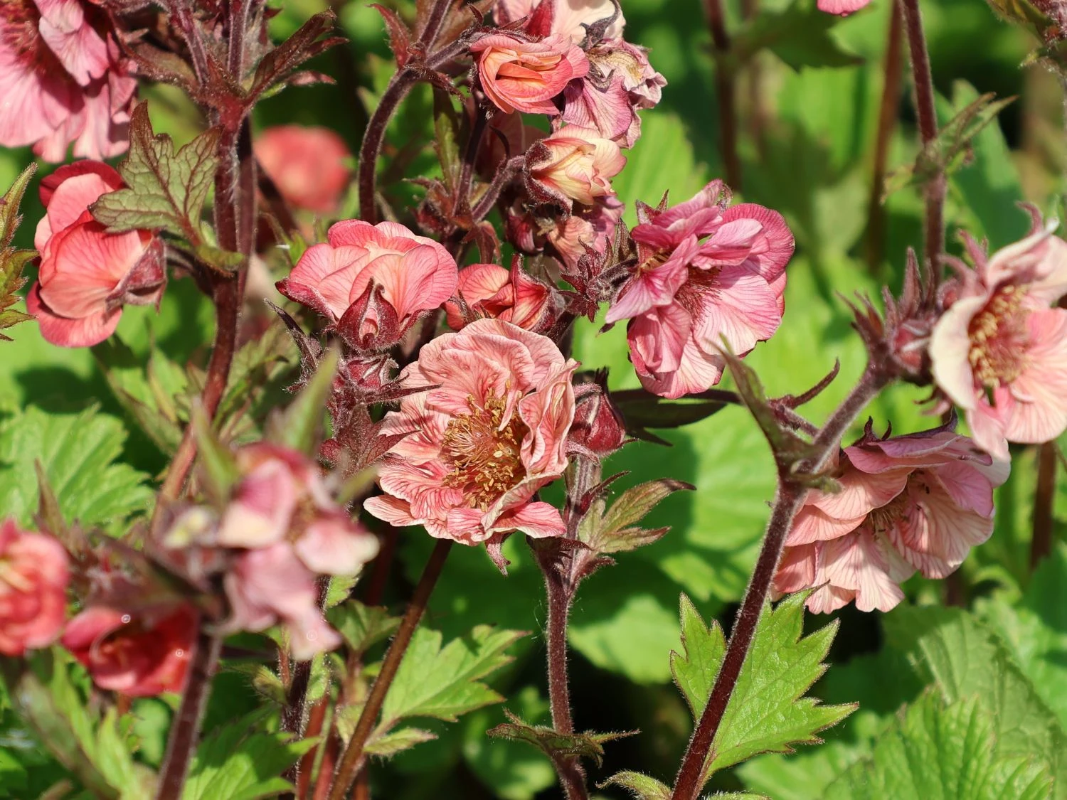 Nelkenwurz Tempo 'Rose' 9 Nelkenwurz Tempo 'Rose' – Bild 7