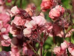 Nelkenwurz Tempo 'Rose' 19 Nelkenwurz Tempo 'Rose' -Günstiges Erd Seele Geschäft nelkenwurz tempo rose m117987 w 5