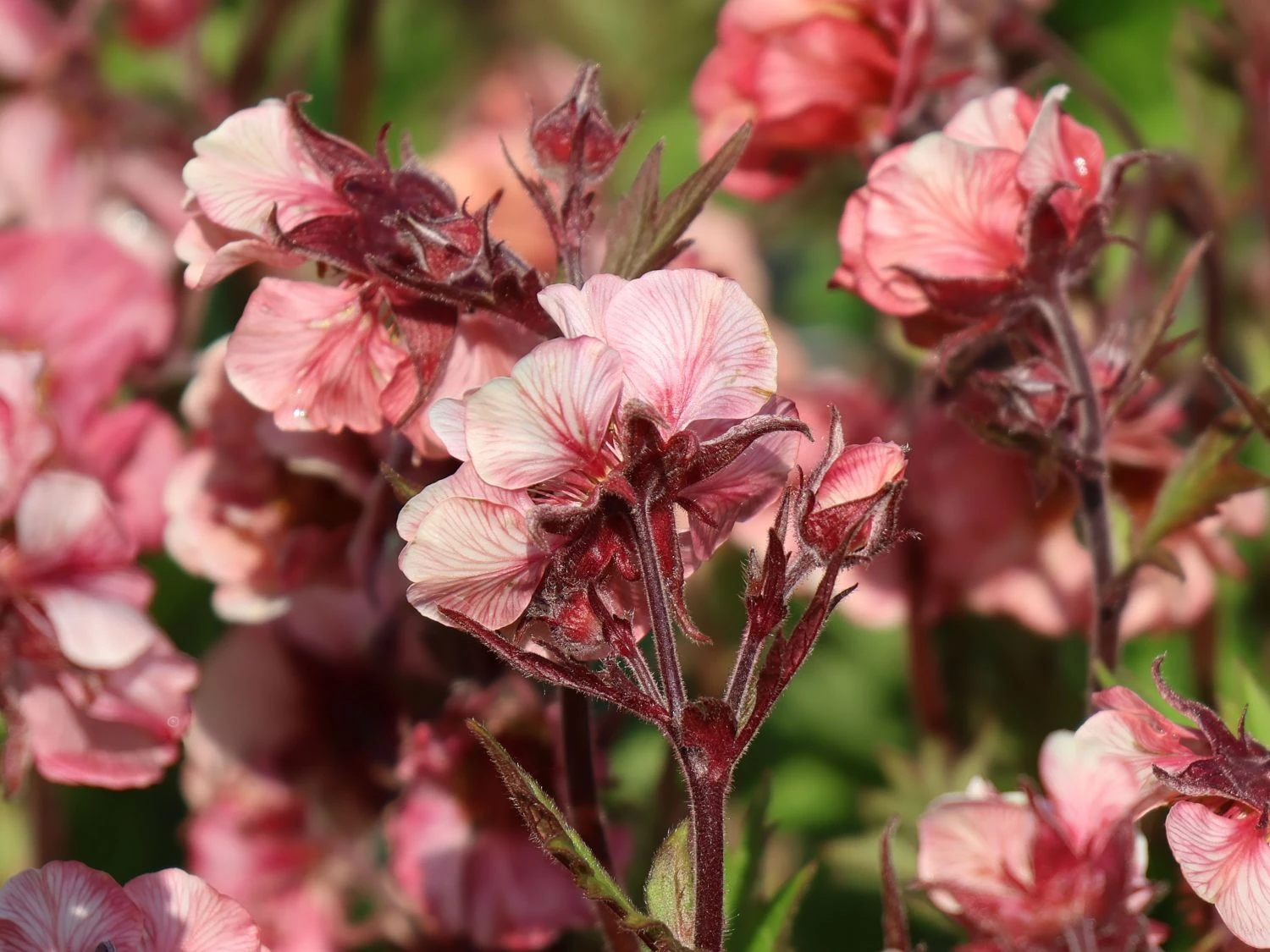 Nelkenwurz Tempo 'Rose' 10 Nelkenwurz Tempo 'Rose' – Bild 8