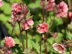 Nelkenwurz Tempo 'Rose' 14 Nelkenwurz Tempo 'Rose' -Günstiges Erd Seele Geschäft nelkenwurz tempo rose m117987 w 6