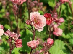 Nelkenwurz Tempo 'Rose' 15 Nelkenwurz Tempo 'Rose' -Günstiges Erd Seele Geschäft nelkenwurz tempo rose m117987 w 7