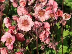 Nelkenwurz Tempo 'Rose' 13 Nelkenwurz Tempo 'Rose' -Günstiges Erd Seele Geschäft nelkenwurz tempo rose m117987 w 8