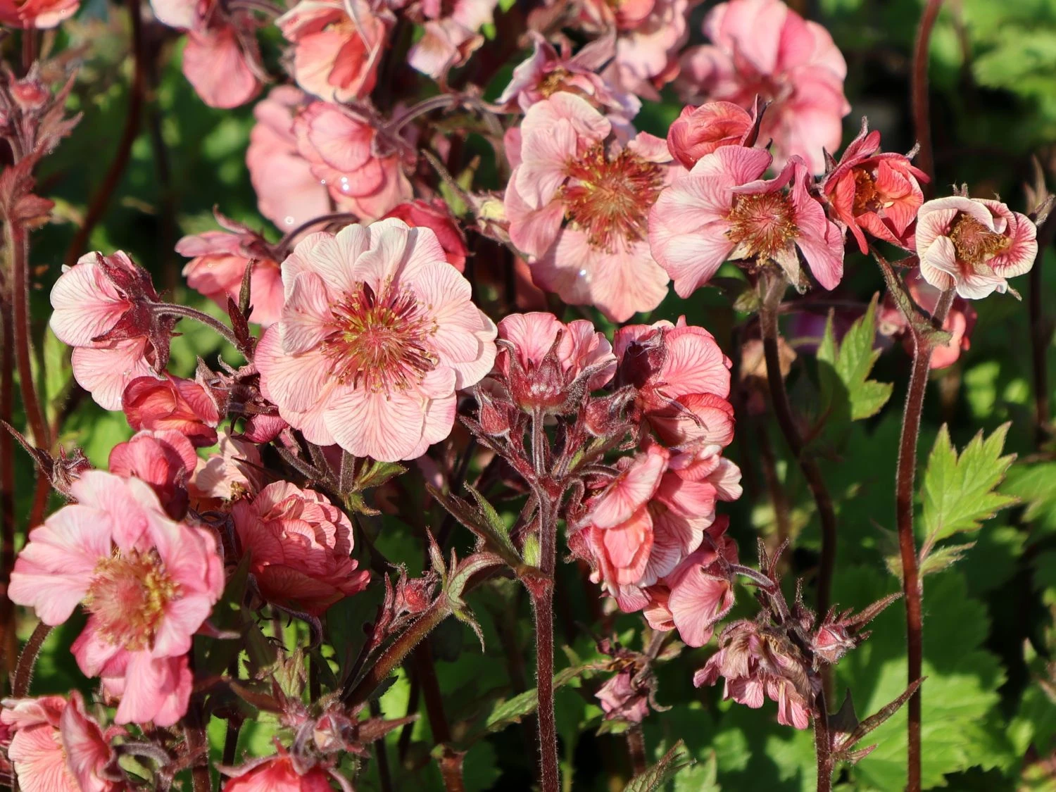 Nelkenwurz Tempo 'Rose' 4 Nelkenwurz Tempo 'Rose' – Bild 2