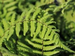 Nepal-Schwarzschuppenfarn -Günstiges Erd Seele Geschäft nepal schwarzschuppenfarn m044719 w 0