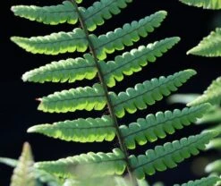 Nepal-Schwarzschuppenfarn -Günstiges Erd Seele Geschäft nepal schwarzschuppenfarn m044719 w 1