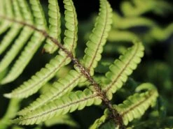 Nepal-Schwarzschuppenfarn -Günstiges Erd Seele Geschäft nepal schwarzschuppenfarn m044719 w 2